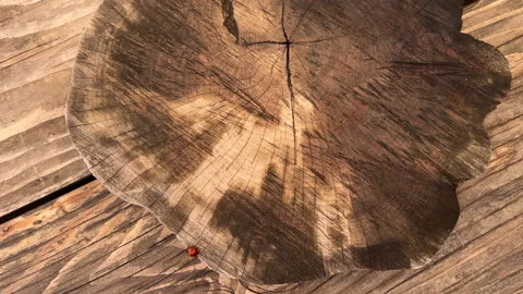 Ladybug on round tree lug Stock Footage 196923511