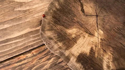 Ladybug on round tree lug walking Stock Footage 196923742