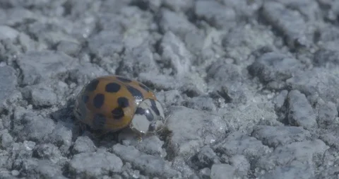Ladybug runaway Stock Footage 88418390