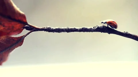 Ladybug running along the branch Stock Footage 46842914