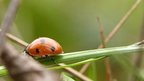 Ladybug running fast along horizontal green grass stem. Vídeo Stock 336866916