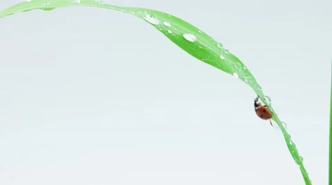 Ladybug running on the grass with drops Stock Footage 52769102