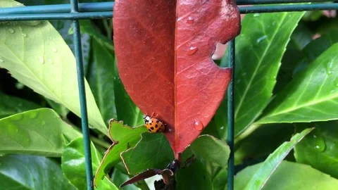 Ladybug running on the red leaf Vidéo 72399597