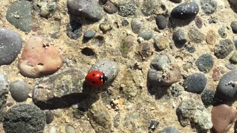 Ladybug running on stones Video stock 88772859