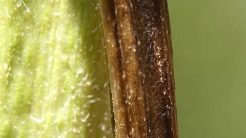 Ladybug running on sunflower stem 動画素材 336405425