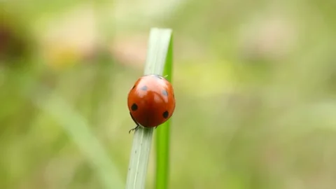 Ladybug runs on a blade of grass Stock Footage 157073520