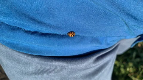 A ladybug runs on a blue jacket Stock Footage 141725202