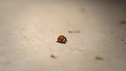 Ladybug On Sand, Macro Stock Footage 340014440
