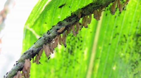Ladybug scarab Cetonia aurata pests bugs in corn field on damaged green stalk Stock Footage 52607204