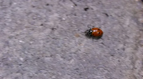 Ladybug Scurrying on Concrete Stock Footage 12094824