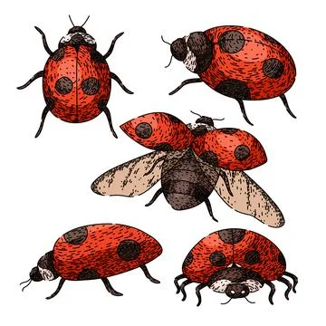 Ladybug set sketch hand drawn vector Ilustración de archivo
