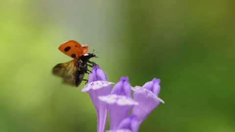 Ladybug. Seven spotted ladybird. Stock-Footage 168310086