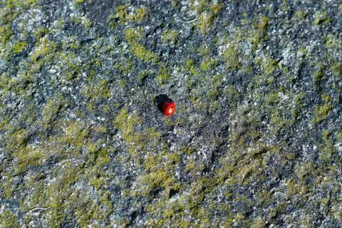 Ladybug shadow Stock Photos