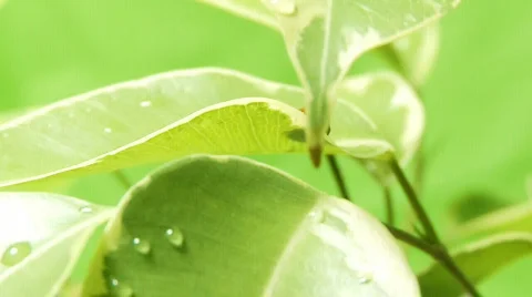 Ladybug shot on macro Stock Footage 512278