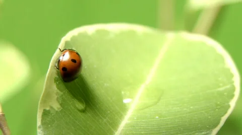 Ladybug shot on macro Stock Footage 512288
