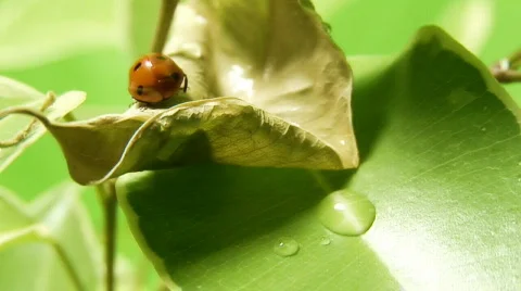 Ladybug shot on macro Vídeo Stock 512290