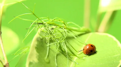 Ladybug shot on macro Stock Footage 512327