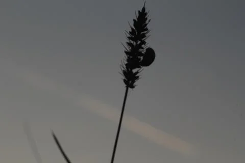 Ladybug silhouette in the grass Stock-Fotos