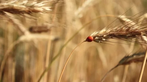 Ladybug sit on ears of wheat Stock Footage 171593345