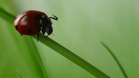 A ladybug sits on a blade of grass and washes itself. Stock Footage 154215099