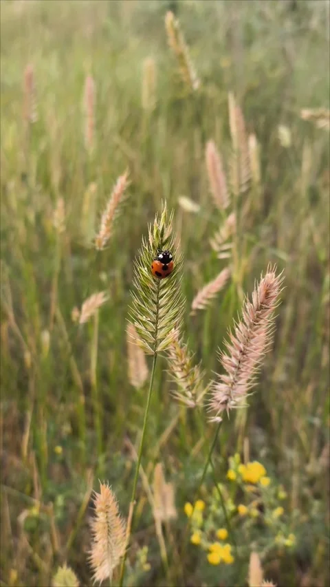 A ladybug sits on a blade of grass in a field Stockbeeldmateriaal 312249348