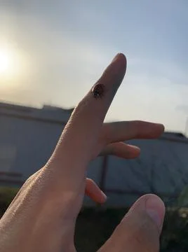 Ladybug sits on a finger Stock Photos