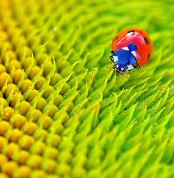 Ladybug sits on a flower Stock Photos