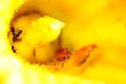 Ladybug sits on a flower Stock Photos