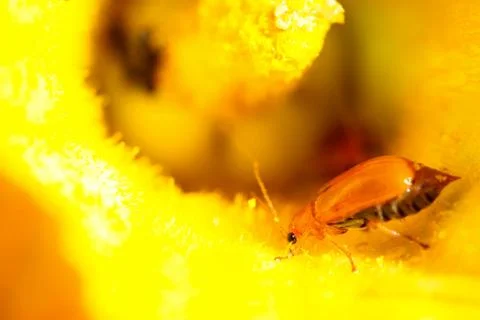 Ladybug sits on a flower Stock Photos