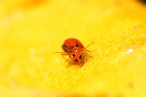Ladybug sits on a flower Stock Photos