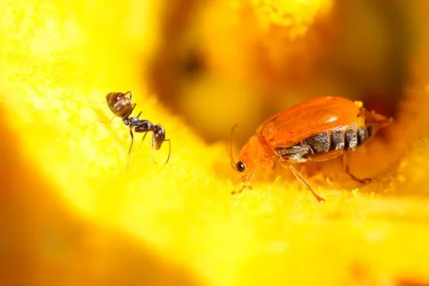 Ladybug sits on a flower Stock Photos
