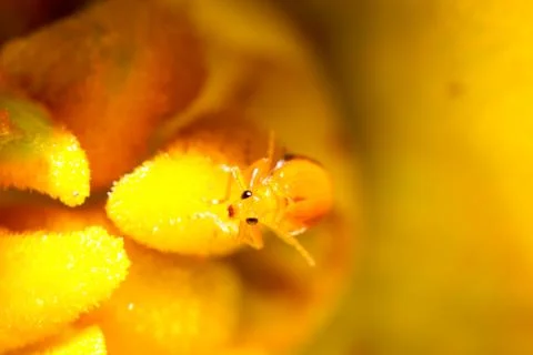 Ladybug sits on a flower Stock Photos