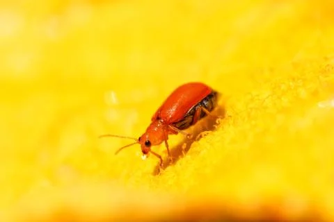 Ladybug sits on a flower Stock Photos