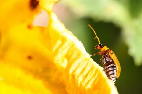 Ladybug sits on a flower Stock Photos