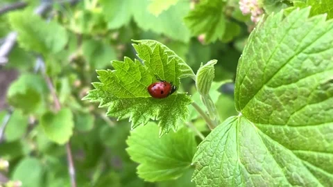 A ladybug sits on a fresh green leaf of a bush that sways from the breath of the Stock Footage 196074719