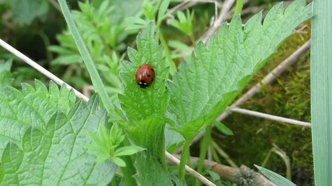 Ladybug sits on a green leaf sways in the wind Video stock 152903829
