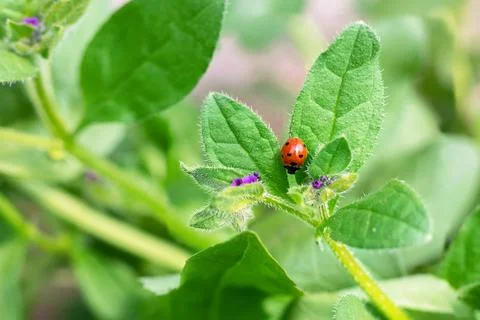 Ladybug sits on a green leaf on a warm spring day.Beautiful nature. Stock Photos