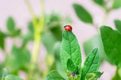 Ladybug sits on a green leaf on a warm spring day.Beautiful nature. Stock Photos