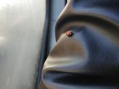Ladybug sits on the sleeve Stock Photos