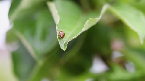 Ladybug sits on tip of apple tree leaf close up Stock Footage 347968855