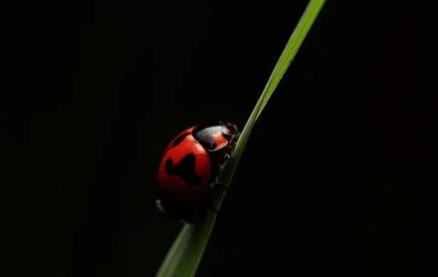 Ladybug sitting on a blade of grass Stock Photos