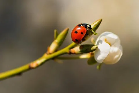 Ladybug sitting on a branch Stock Photos