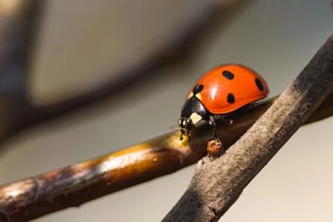 Ladybug sitting on a branch Stock Photos