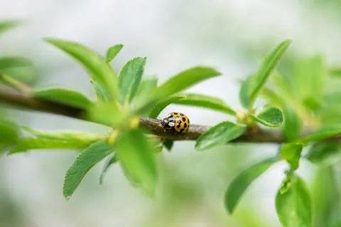Ladybug sitting on a branch. Stock Photos