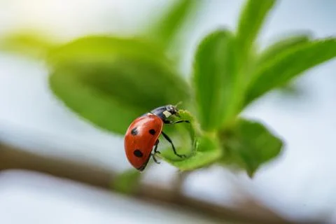 Ladybug sitting on a branch. Stock Photos