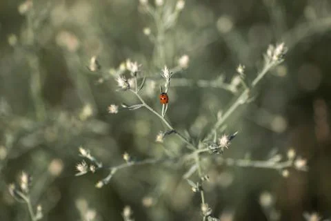 Ladybug sitting on a branch in summer Stock Photos