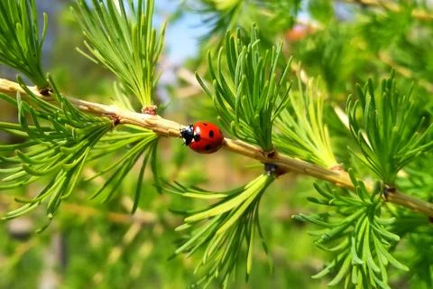 Ladybug sitting on the branches of a coniferous tree. Stock Photos
