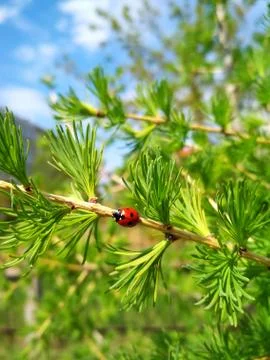 Ladybug sitting on the branches of a coniferous tree. Stock Photos
