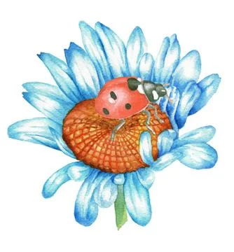 Ladybug sitting on chamomile flower Stock Illustration