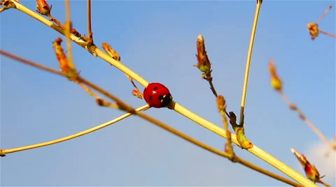 Ladybug sitting on dry grass Stock Footage 41887280